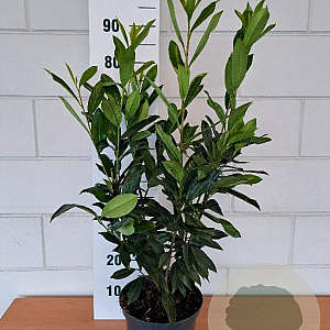 Prunus l. 'Caucasica' 60-70 cm 5,0L