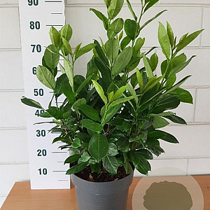 Prunus I. 'Rotundifolia' 60-80 cm 10L