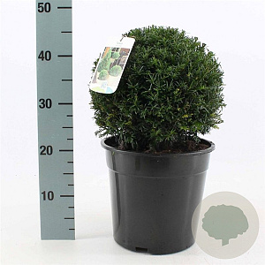 Taxus baccata 25 cm 6,5L bol