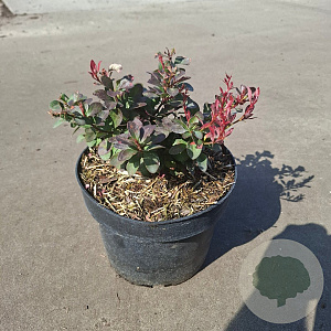 Berberis thunb. 'Atropurpurea Nana' 20-25 cm 3,0L