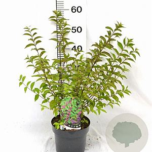 Callicarpa dich. 'Issai' 40-50 cm 3,0L