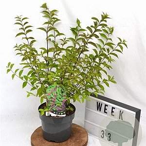 Callicarpa dich. 'Issai' 40-50 cm 3,0L