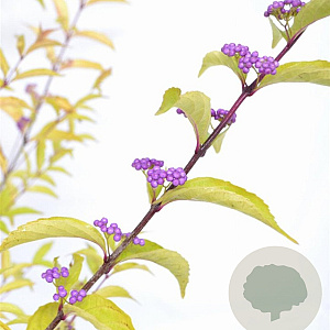 Callicarpa dich. 'Issai' 40-50 cm 3,0L
