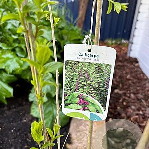 Callicarpa dich. 'Issai' 40-50 cm 3,0L