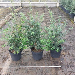 Osmanthus burkwoodii 60-80 cm 10L