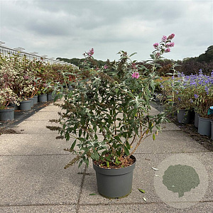 Buddleja d. 'Pink Delight' 60-80 cm 10L