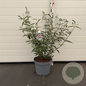 Buddleja d. 'Royal Red' 60-80 cm 10L