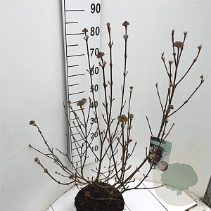 Viburnum burkw. 'Anne Russell' 60-80 cm 7,5L