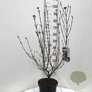 Viburnum burkw. 'Anne Russell' 60-80 cm 7,5L