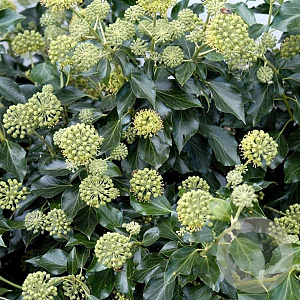 Hedera hel. 'Arborescens' 80-100 cm 20L