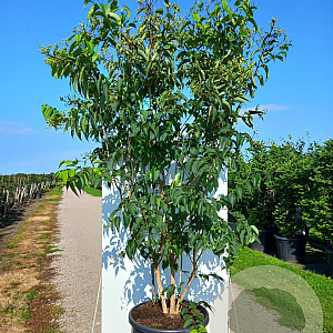 Heptacodium miconioides 200-250 cm cont. 110L solitair