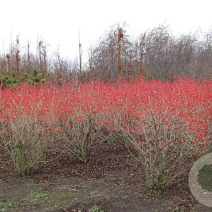 Ilex meserv. 'Hachfee' 200-250 cm draadkluit struik