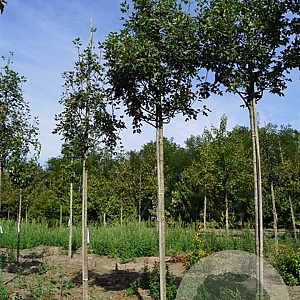 Malus trilobata 8-10 HO draadkluit