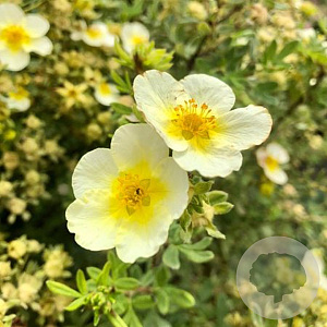 Potentilla f. 'Limelight' 30-40 cm 3,0L