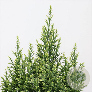 Chamaecyparis l. 'Snow White' 30-40 cm 3,0L