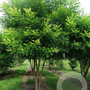 Styphnolobium japonicum 350-400 cm draadkluit meerstammig