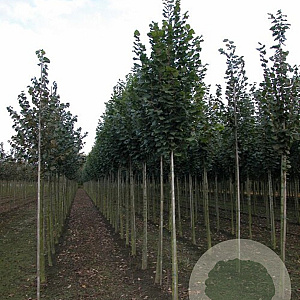 Tilia plat. 'Zelzate' 8-10 HO draadkluit