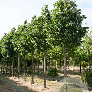 Tilia tomentosa 'Doornik' 10-12 HO draadkluit