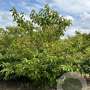 Cornus alternifolia 250-300 cm draadkluit struik