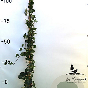 Hedera hibernica 100-125 cm 2,0L met stok