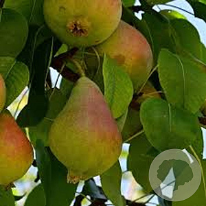 Pyrus c. 'Charneux' struik wortelgoed leiboom