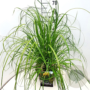 Cortaderia selloana 60-80 cm 10L