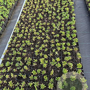 Dryas suendermannii GM P9