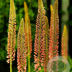 Eremurus Ruiter hybr. Cleopatra 10 cm verpakt per 10