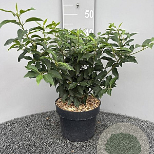 Prunus l. 'Angustifolia' 40-50 cm 5,0L