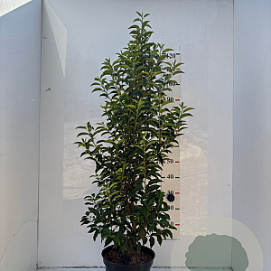 Prunus l. 'Angustifolia' 125-150 cm 10L