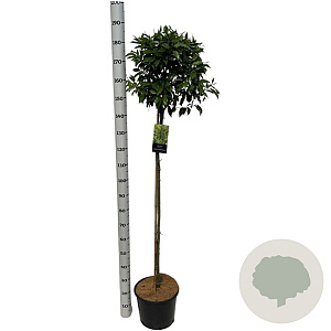 Prunus l. 'Angustifolia' 120 cm stam 12L