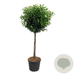 Prunus l. Etna 120 cm stam cont. 90L extra