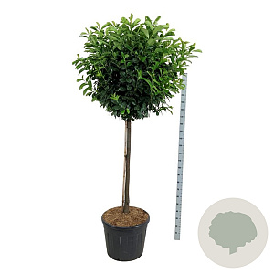 Prunus l. Etna 120 cm stam cont. 90L extra