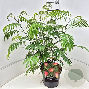 Albizia julibrissin 60-80 cm 10L