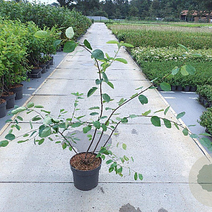Amelanchier lamarckii 100-125 cm 10L