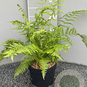 Athyrium f.-f. 'Lady in Red' GM 2,0L