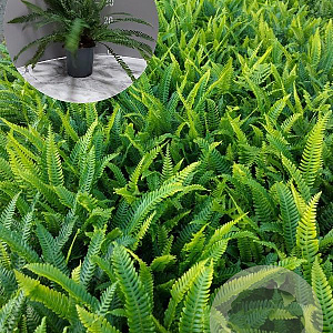 Blechnum spicant GM 2,0L