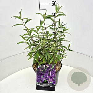 Buddleja d. 'Black Knight' 40-60 cm 10L