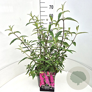 Buddleja d. 'Royal Red' 40-60 cm 10L