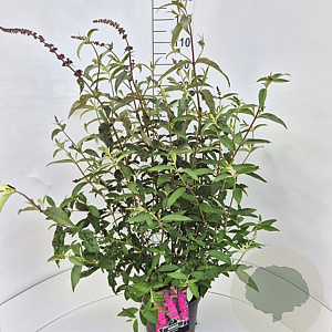 Buddleja d. 'Royal Red' 80-100 cm 10L