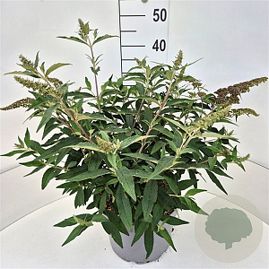 Buddleja dav. 'Violet Cascade' 40-50 cm 10L