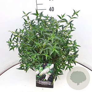 Buddleja Flutterby Pet. Snow White 40-50 cm 10L