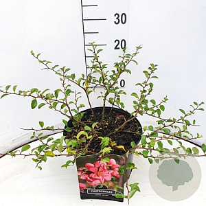 Chaenomeles sup. 'Pink Lady' 40 cm 10L