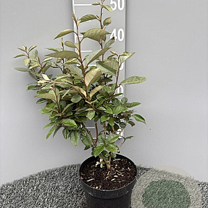Elaeagnus ebbingei 40 cm 3,0L