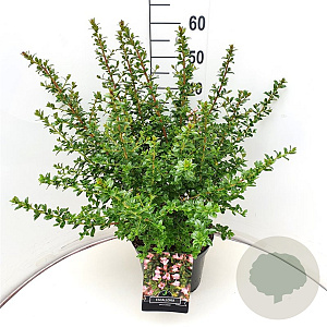 Escallonia 'Apple Blossom' 40-60 cm 10L