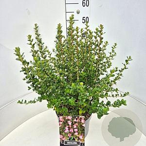 Escallonia 'Apple Blossom' 40-60 cm 10L