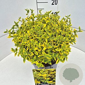 Euonymus fort. 'Emerald 'n' Gold' 30-40 cm 10L