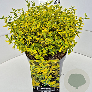 Euonymus fort. 'Emerald 'n' Gold' 30-40 cm 10L
