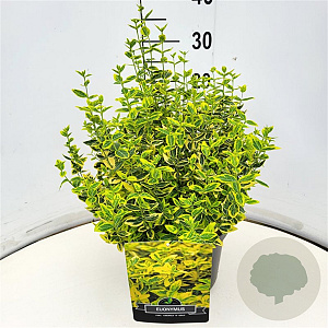 Euonymus fort. 'Emerald 'n' Gold' 30-40 cm 10L