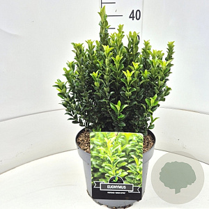 Euonymus jap. 'Green Spire' 30-35 cm 10L